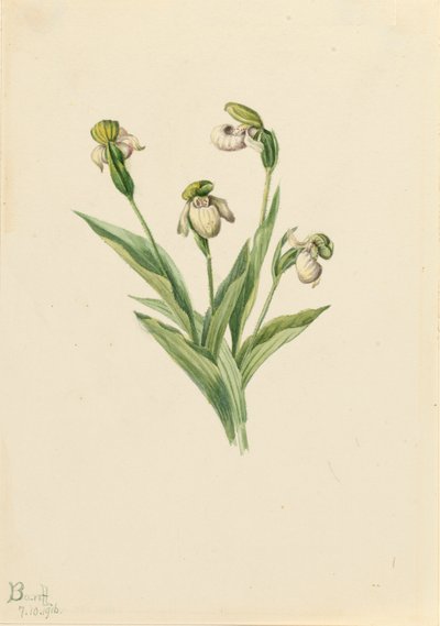 Kuzey Hanımın Terliği Cypripedium passerinum, 1916. by Mary Vaux Walcott