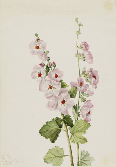  by Mary Vaux Walcott