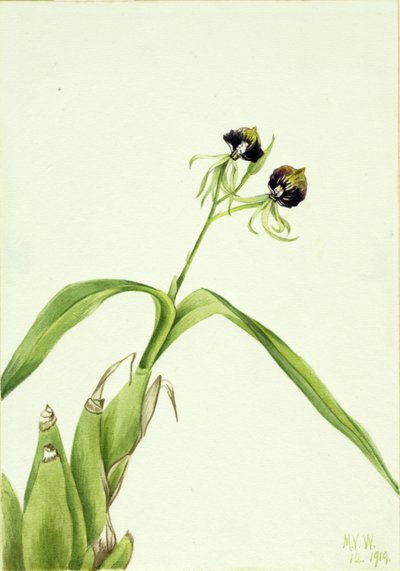  by Mary Vaux Walcott