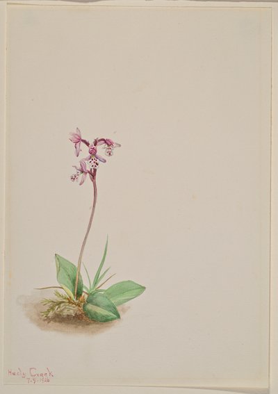 Orchis Orchis rotundifolia, 1916. by Mary Vaux Walcott