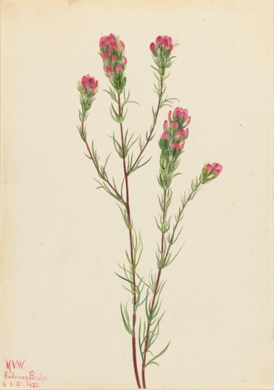  by Mary Vaux Walcott