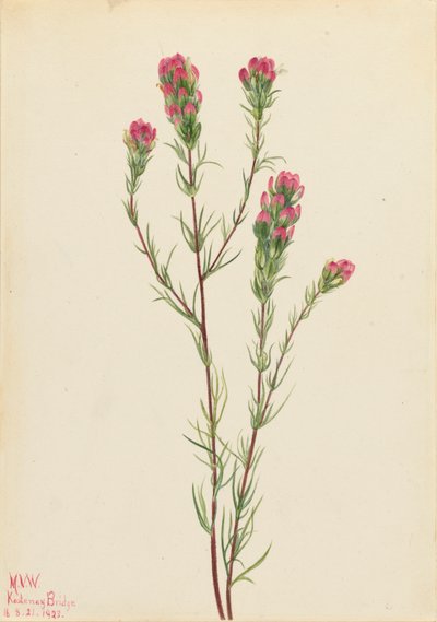 Baykuş-yonca Orthocarpus tenuifolius, 1923. by Mary Vaux Walcott
