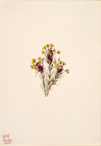 Baykuşun Yoncası Orthocarpus erianthus, 1935. by Mary Vaux Walcott