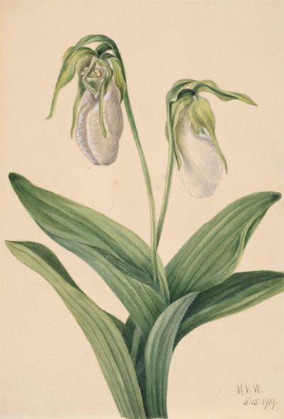 Soluk Hanımın Terliği Cypridedium acaule, 1919. by Mary Vaux Walcott