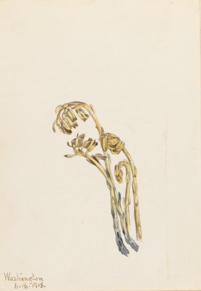  by Mary Vaux Walcott