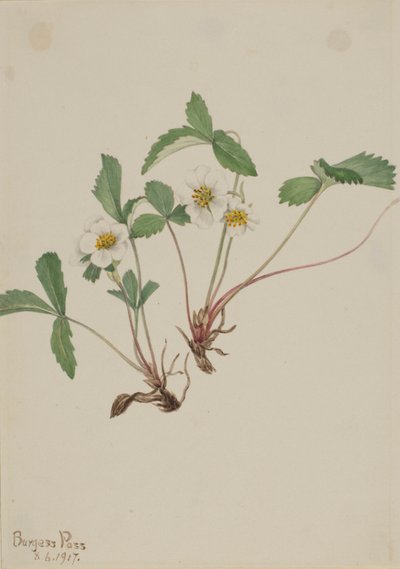  by Mary Vaux Walcott
