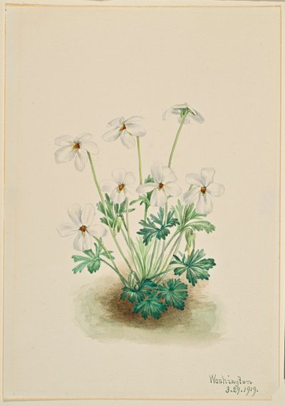  by Mary Vaux Walcott