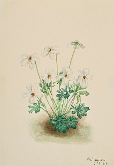 Pansy Violet Viola sırtı, 1919. by Mary Vaux Walcott