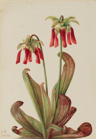  by Mary Vaux Walcott