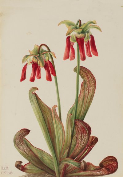Papağan Sürahi Bitkisi Sarracenia psittacina, 1925. by Mary Vaux Walcott
