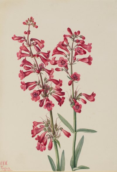  by Mary Vaux Walcott