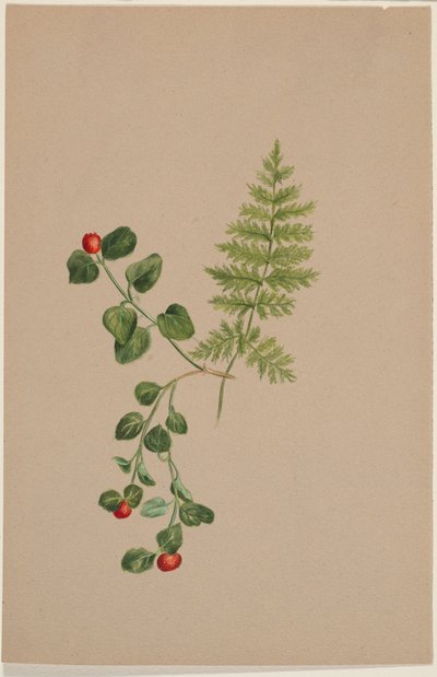  by Mary Vaux Walcott