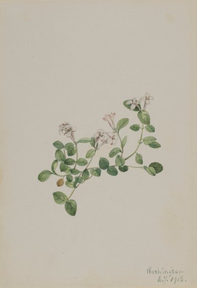 Partridgeberry Mitchella repens, 1918. by Mary Vaux Walcott
