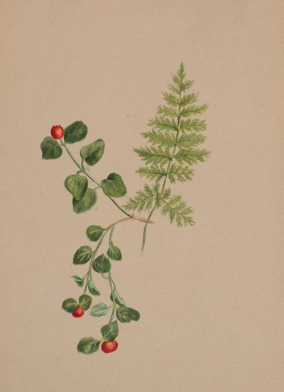 Partridgeberry Mitchella repens, ca. 1883. by Mary Vaux Walcott
