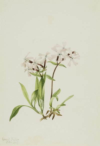  by Mary Vaux Walcott
