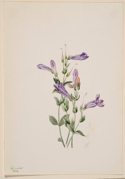  by Mary Vaux Walcott