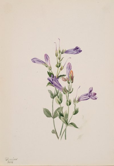 Penstemon Penstimon Fruiticosus, 1903. by Mary Vaux Walcott