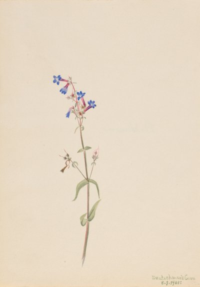  by Mary Vaux Walcott