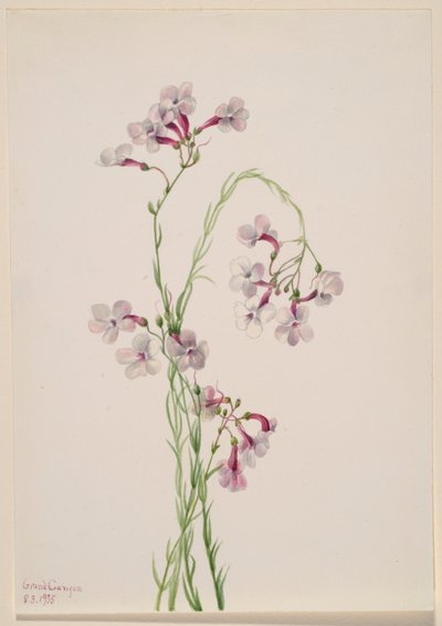  by Mary Vaux Walcott