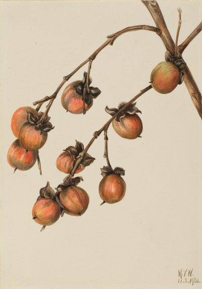  by Mary Vaux Walcott
