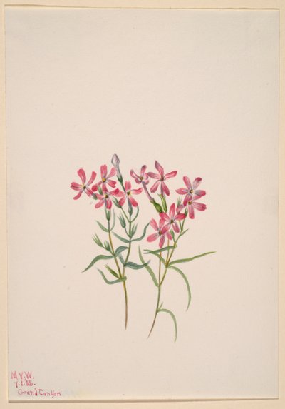  by Mary Vaux Walcott
