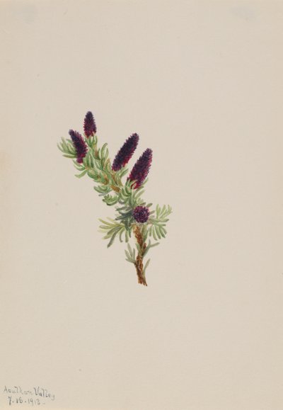 Picea engelmanni, 1913. by Mary Vaux Walcott