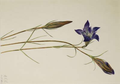 by Mary Vaux Walcott