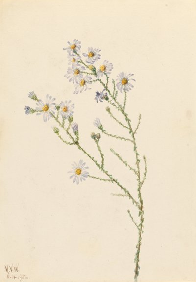 Pineland Aster (Aster squarrosus) by Mary Vaux Walcott