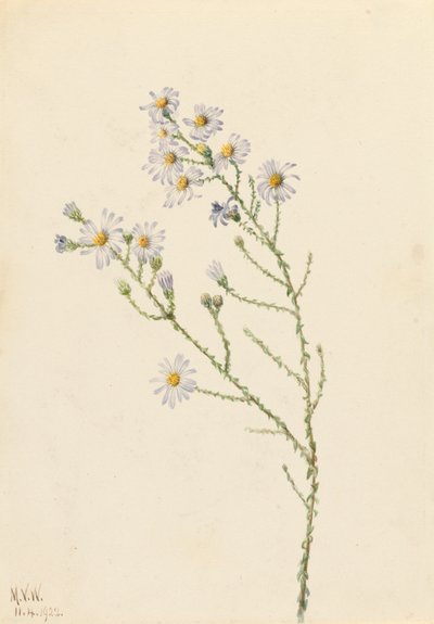 Pineland Aster Aster squarrosus, 1922. by Mary Vaux Walcott