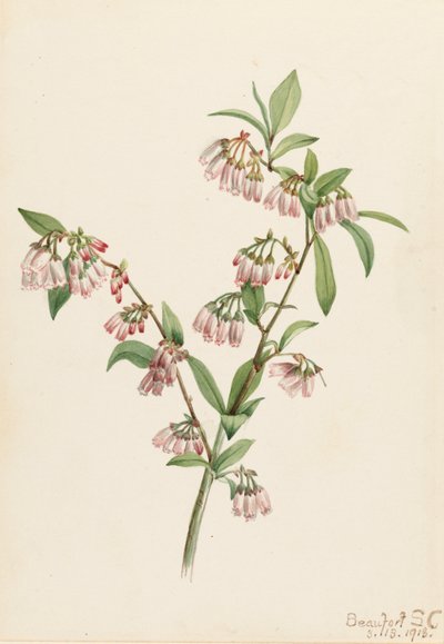 Pineland Yabanmersini Vaccinium tenellum, 1918. by Mary Vaux Walcott