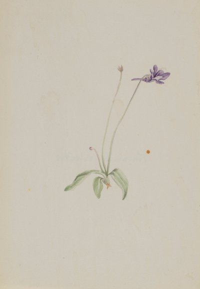  by Mary Vaux Walcott