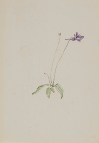 Pinguicula vulgaris, yak. 1930