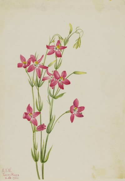  by Mary Vaux Walcott