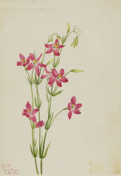 Pembe Passiflora by Mary Vaux Walcott