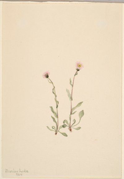 by Mary Vaux Walcott