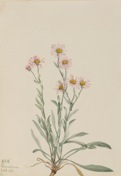 Pembe Fleabane Erigeron caespitosus, 1921 by Mary Vaux Walcott
