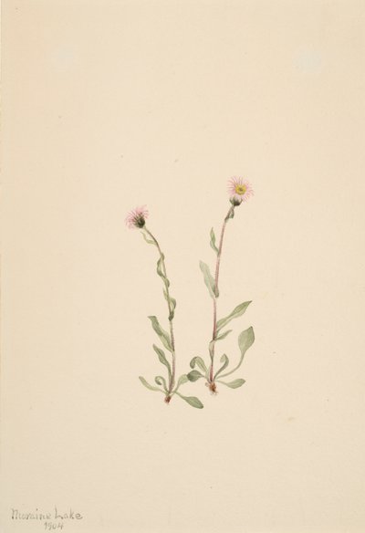 Pembe Fleabane Erigeron jucundus, 1904 by Mary Vaux Walcott