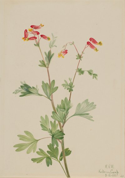 Pembe Fümeroot Capnoides sempervirens, 1922. by Mary Vaux Walcott
