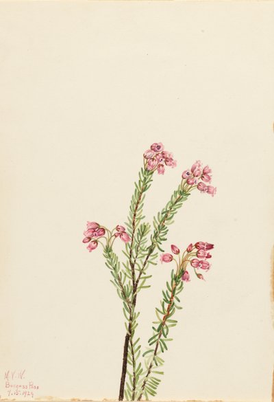  by Mary Vaux Walcott