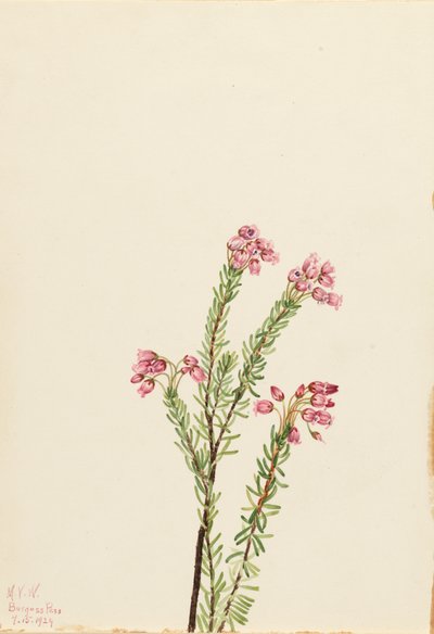 Pembe Dağ Heather Phyllodoce empetriformis, 1924. by Mary Vaux Walcott