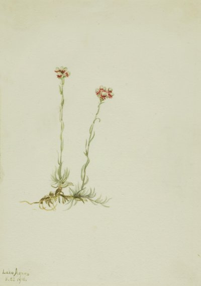 Pembe kedigiller (Antennaria rosea) by Mary Vaux Walcott