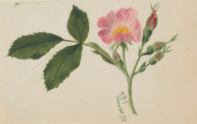  by Mary Vaux Walcott
