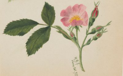 Pembe Gül, 1875. by Mary Vaux Walcott