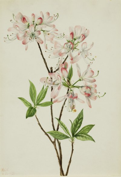 Pembe Kabuklu Açelya (Azalea vaseyi) by Mary Vaux Walcott