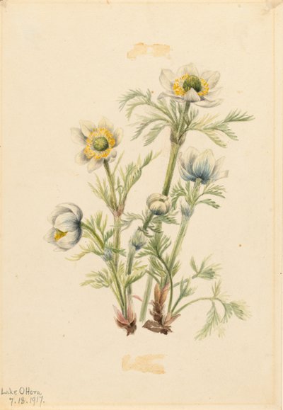  by Mary Vaux Walcott