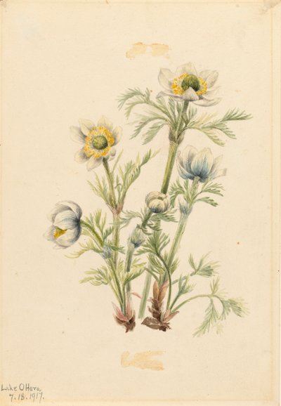 Tüy Anemon Pulsatilla occidentalis, 1917 by Mary Vaux Walcott