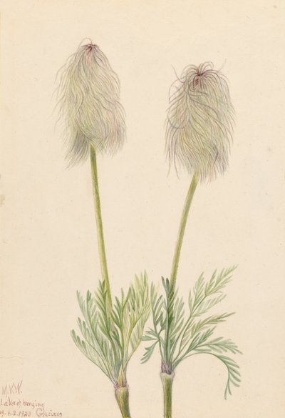 Tüy Anemon Pulsatilla occidentalis, 1923 by Mary Vaux Walcott