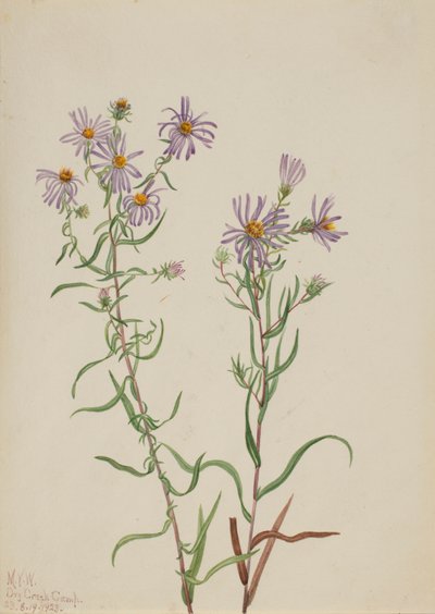 Prairie Aster Aster kampı, 1923. by Mary Vaux Walcott