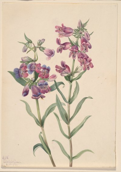  by Mary Vaux Walcott