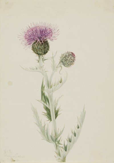  by Mary Vaux Walcott
